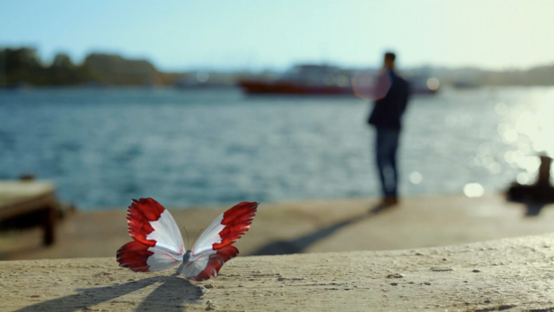 Dockside butterfly, live action tie in